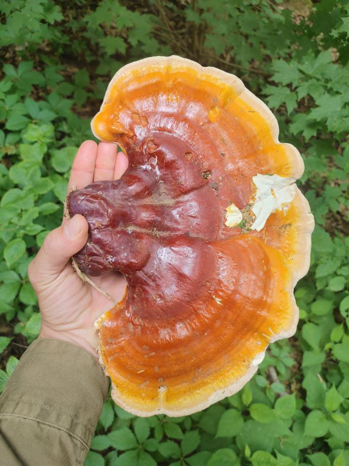 Dried Reishi Mushroom