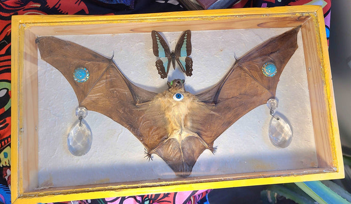 Real Bat and Butterfly framed art to help you let go of old energy.